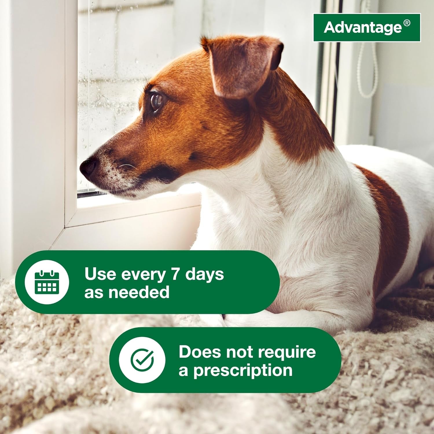 12 Oz Flea & Tick Shampoo for Puppies & Adult Dogs .